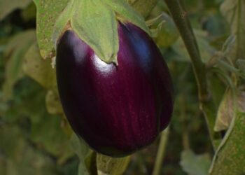 leoleobobeo ripe eggplant 2759947 1280