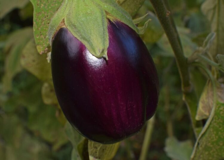 leoleobobeo ripe eggplant 2759947 1280