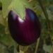 leoleobobeo ripe eggplant 2759947 1280