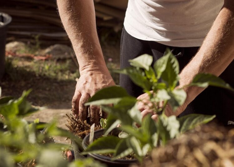 lynniet17 garden 5315602 1280