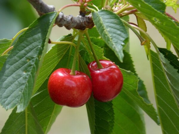 makamuki0 cherries 1415306 1280