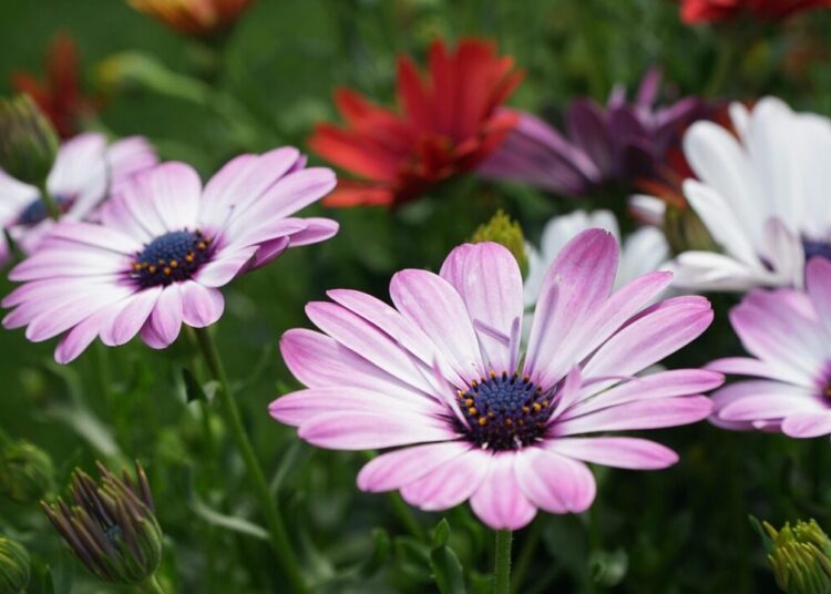 mariuszopole flowers 5191255 1280