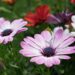 mariuszopole flowers 5191255 1280
