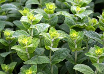matthiasboeckel peppermint 3481470 1280