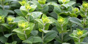 matthiasboeckel peppermint 3481470 1280