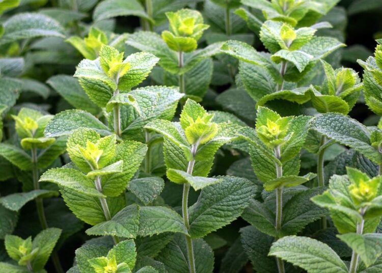 matthiasboeckel peppermint 3481470 1280