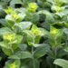 matthiasboeckel peppermint 3481470 1280