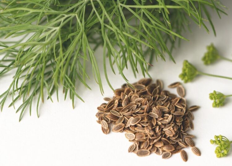 miller eszter dill 2826178 1280