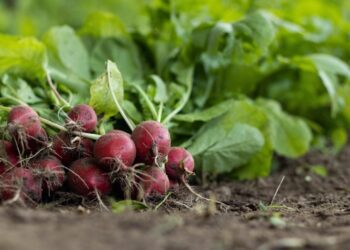 mirko fabian garden radish 7300875 1280
