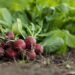 mirko fabian garden radish 7300875 1280