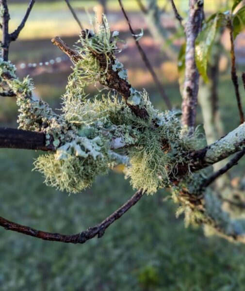 mollyroselee fungi 9145934 1280