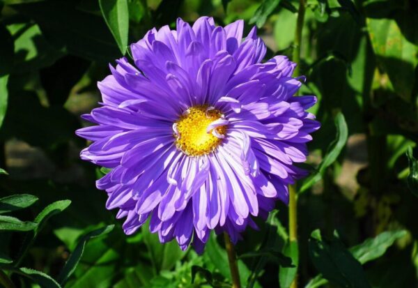 mrgajowy3 flowers 5498057 1280