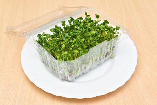 myccf sprout 6852179 1280