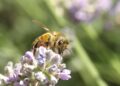 mysterechris bee 4707108 1280