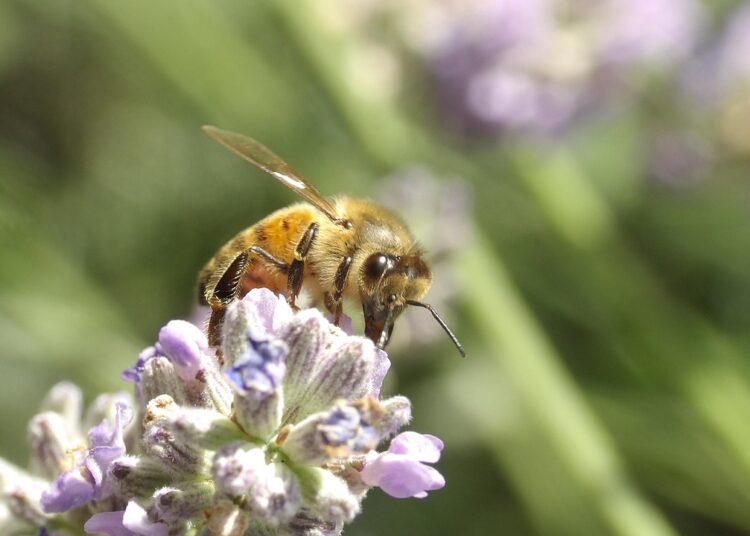 mysterechris bee 4707108 1280