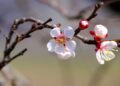 nickype blossom 7903068 1280