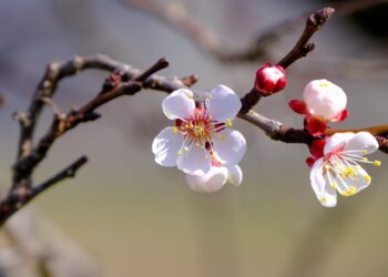 nickype blossom 7903068 1280