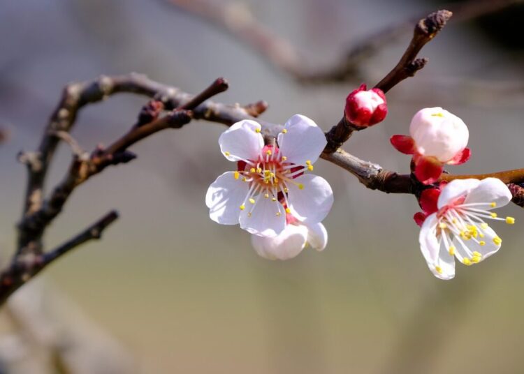 nickype blossom 7903068 1280