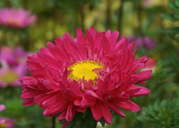nowaja perennial asters 5724962 1280