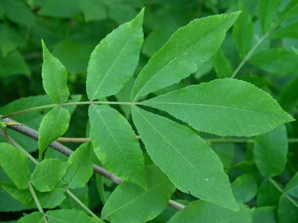 orechovecsrdcity (1)