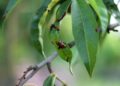 petrasolajova tree 5381534 1280