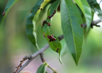 petrasolajova tree 5381534 1280