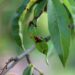 petrasolajova tree 5381534 1280