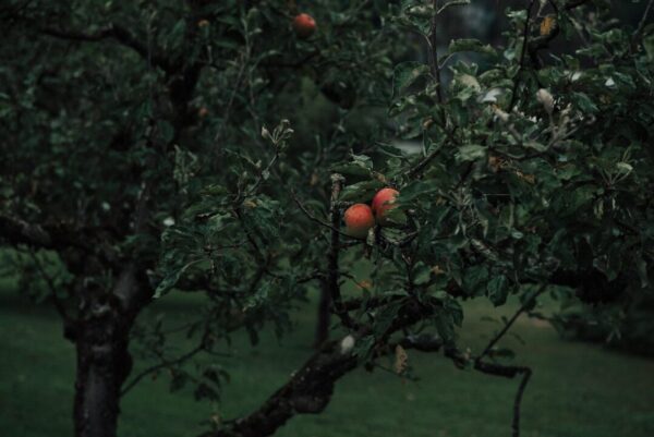 pezibear apple tree 7363143 1280
