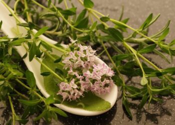 photosforyou thyme 4247058 1280