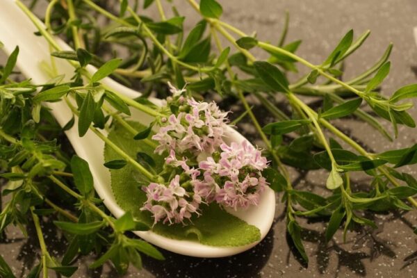 photosforyou thyme 4247058 1280