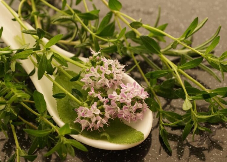 photosforyou thyme 4247058 1280