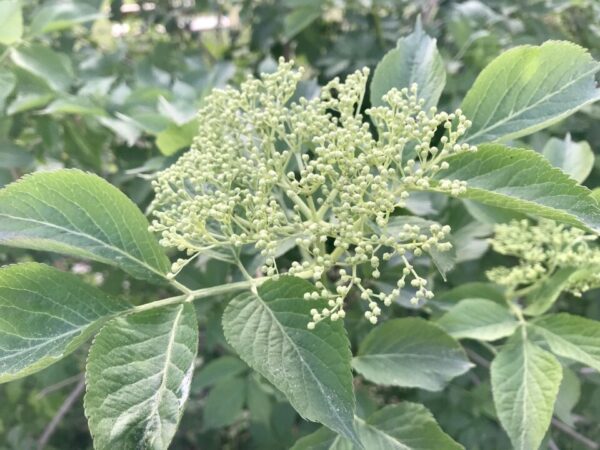 photostory flowering 5151483 1280