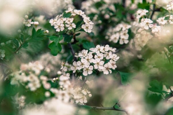 phtorxp flower 5110659 1280