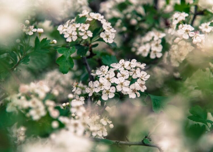 phtorxp flower 5110659 1280