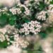 phtorxp flower 5110659 1280