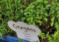 planet fox oregano 5215544 1280