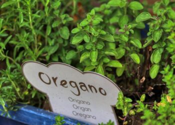 planet fox oregano 5215544 1280