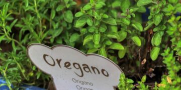 planet fox oregano 5215544 1280