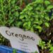 planet fox oregano 5215544 1280