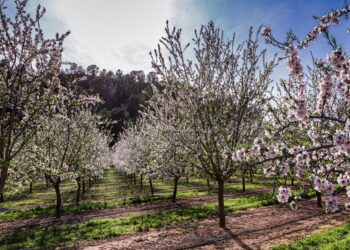 ramoncasadocancer fruit trees 5995768 1280