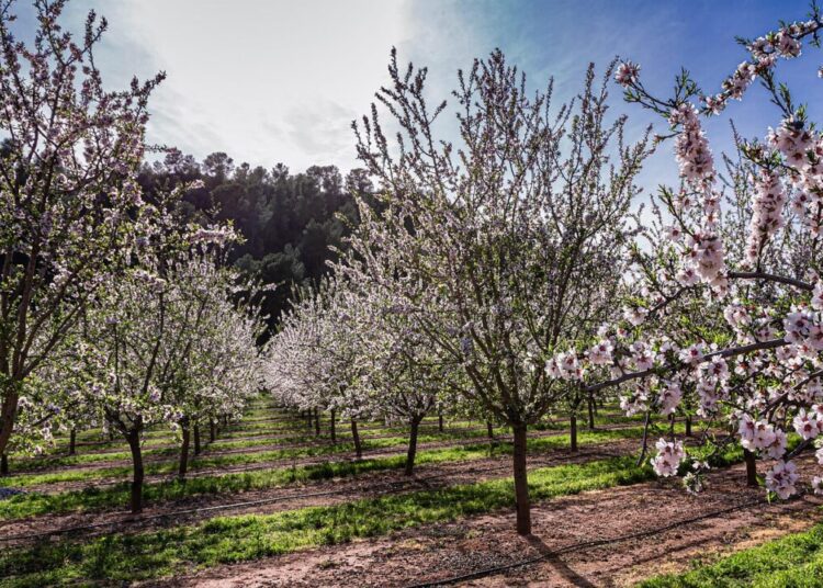 ramoncasadocancer fruit trees 5995768 1280