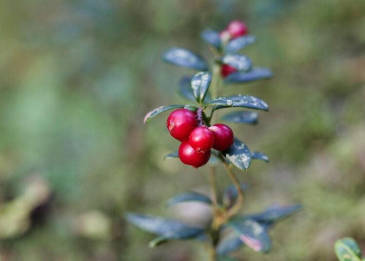 reijotelaranta lingonberry 5613693 1280