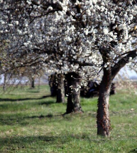 rycky21 trees 7125455 1280