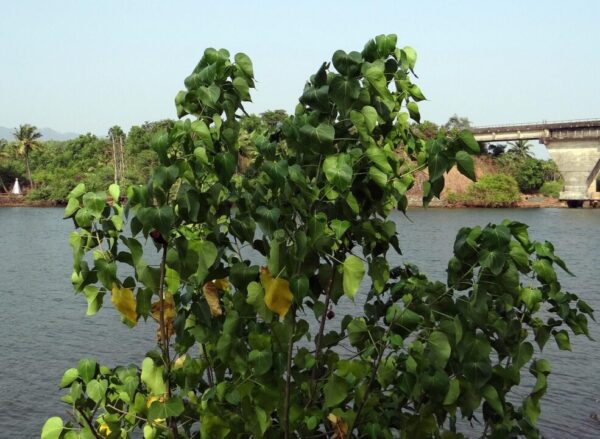 sarangib indian tulip 254387 1280