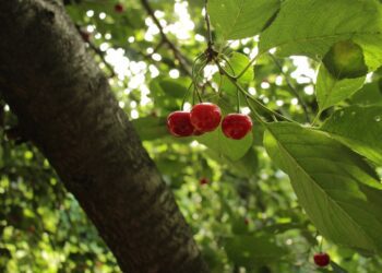 sova men cherry 4852242 1280