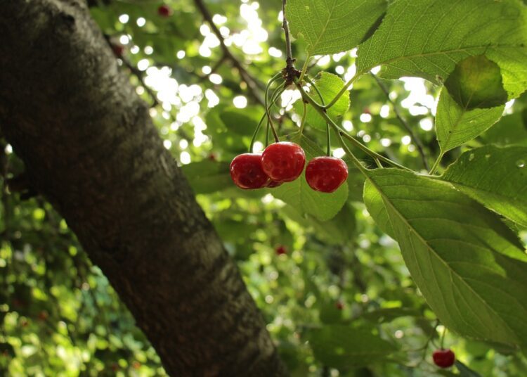 sova men cherry 4852242 1280