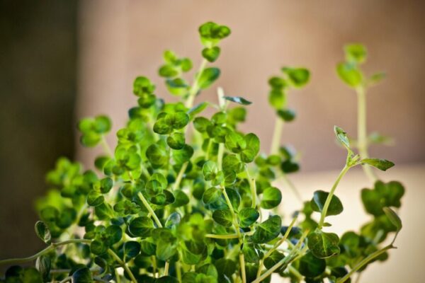 sweetlouise aromatic plant 6028072 1280