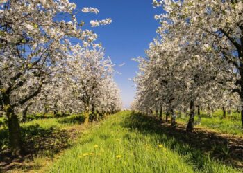 tama66 fruit 1379911 1280