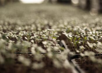 tapakon vegetable 794571 1280