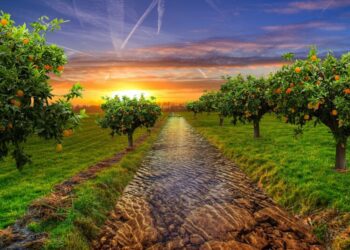 three shots garden 3084017 1280